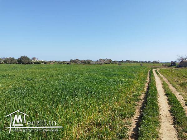 terrain agricole arboré de 800 m2