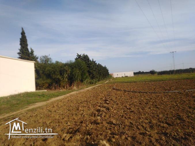 A vendre terrain agricole de 17000m2 a kelibia