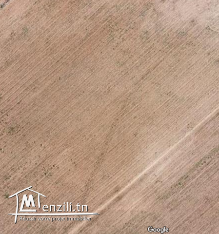 A vendre terrain à sidi hassine sijoumi (Birine)