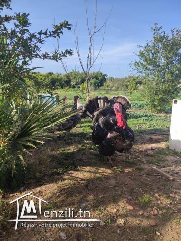 terrain agricole arboré