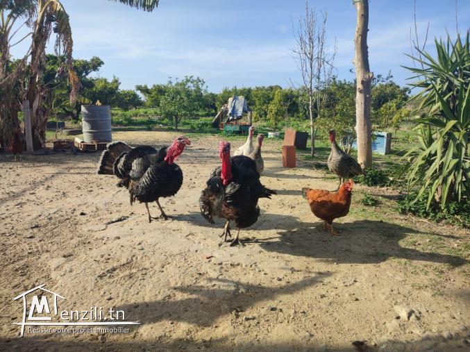 terrain agricole arboré