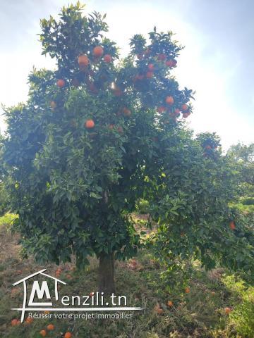 terrain agricole arboré