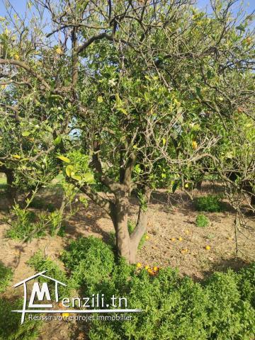 terrain agricole arboré
