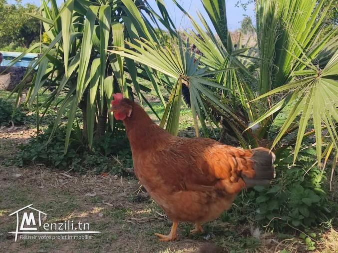 terrain agricole arboré