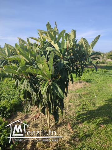 terrain agricole arboré