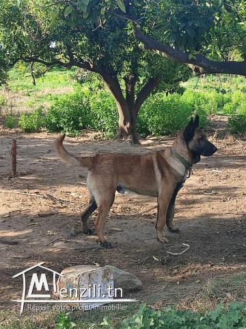 terrain agricole arboré