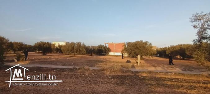 Terrain sidi hamed à 10 min de voiture de hamamet sud