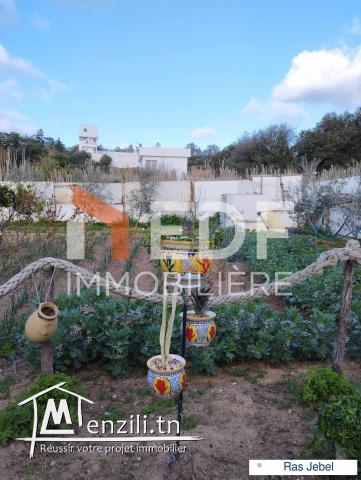 Senia à 10 minutes de la mer, Ras Jebel