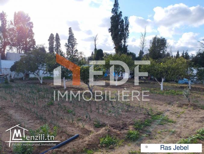 Senia à 10 minutes de la mer, Ras Jebel