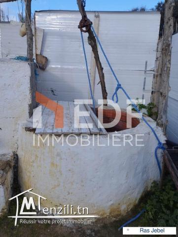 Senia à 10 minutes de la mer, Ras Jebel