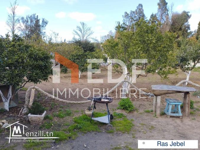 Senia à 10 minutes de la mer, Ras Jebel