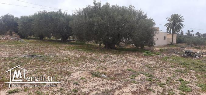 Un terrain situé à Djerba tezdain zone touristique