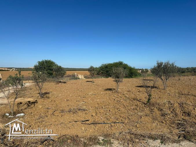 T223 Terrain REVE DOUIKHLA