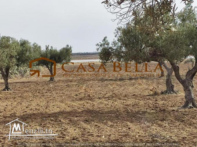 Terrain de 16630 m²  à vendre à Hergla