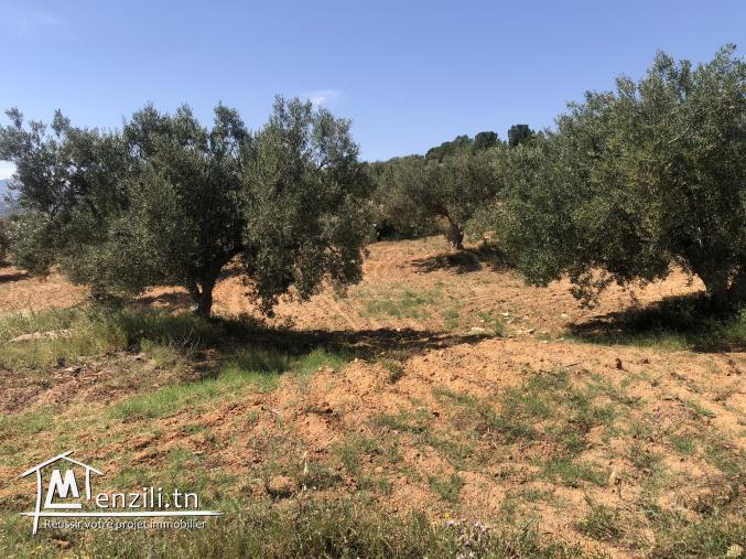 ارض فلاحية للبيع بمعتمدية الزريبة ولاية زغوان