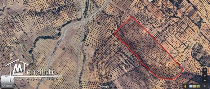 ارض فلاحية للبيع بمعتمدية الزريبة ولاية زغوان