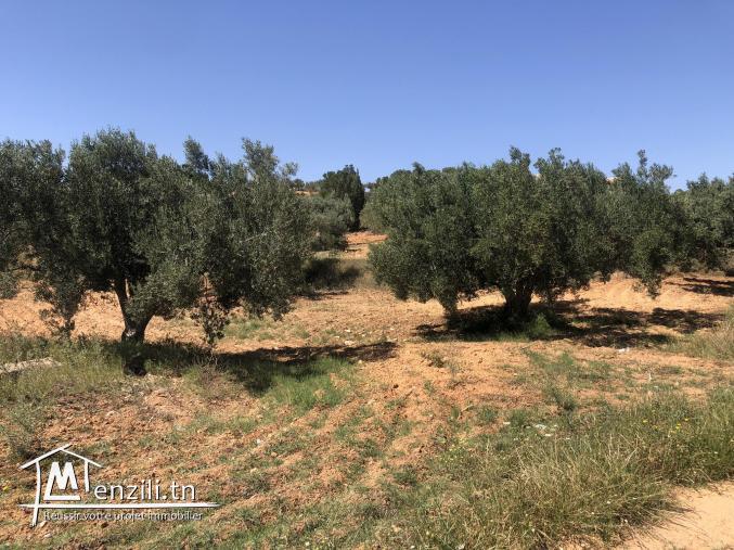 ارض فلاحية للبيع بمعتمدية الزريبة ولاية زغوان