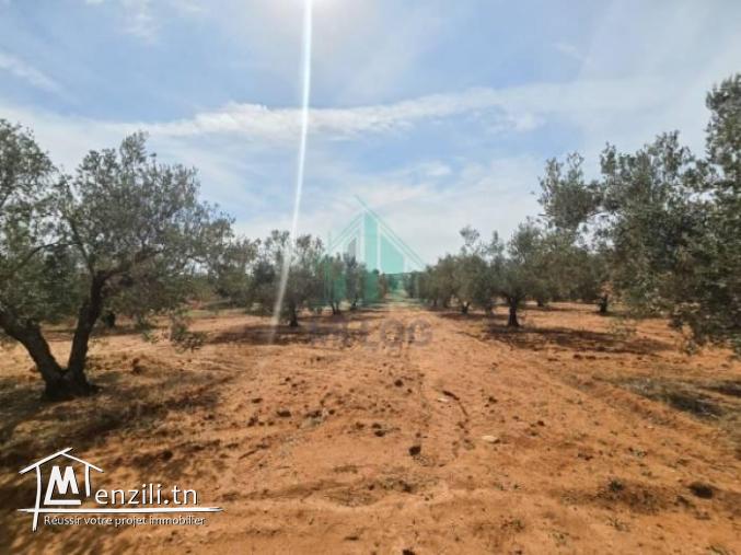 Terrain de 2 hectares à Bourj Toumi