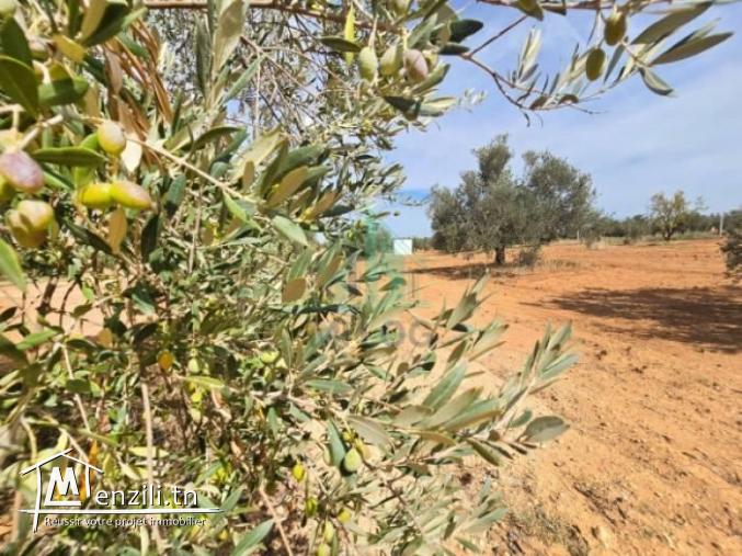 Terrain de 2 hectares à Bourj Toumi