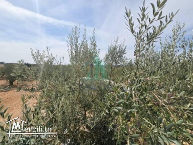 Terrain de 2 hectares à Bourj Toumi