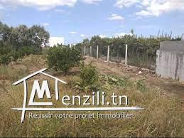 سانية للبيع