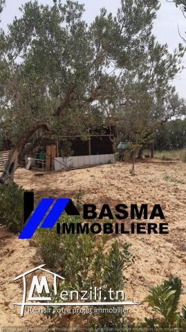 Une maison de compagne à vendre située à Foukaiya chatt meriem