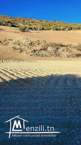 une ferme de 45 hct sise a mateur a vendre