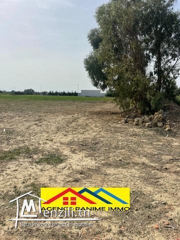 Terrain agricole de 1494,5m2 a el haouaria cap bon