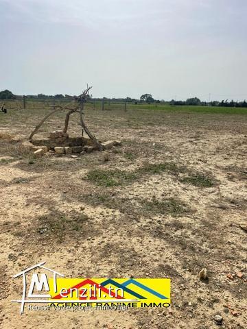 Terrain agricole de 1494,5m2 a el haouaria cap bon