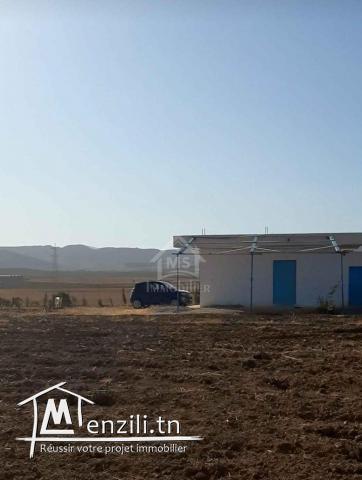 6.5 hectares avec une maison à vendre à Hammamet Sud 51355351