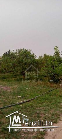 Lot de terrain de 500 m² à Hammamet Sud