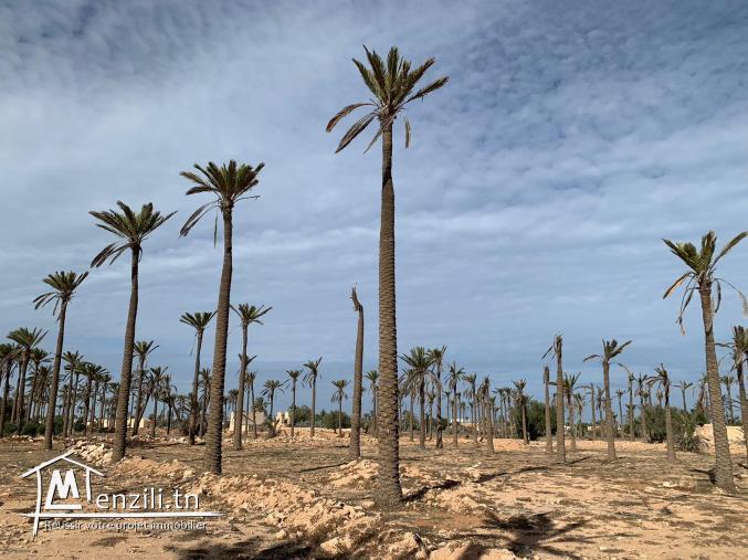 Terrain à vendre à Midoun Djerba