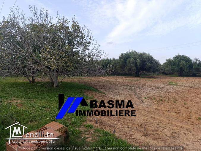 Une Senia de 3500m² à vendre située à sidi Bouali