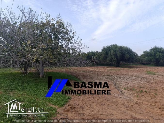 Une Senia de 3500m² à vendre située à sidi Bouali