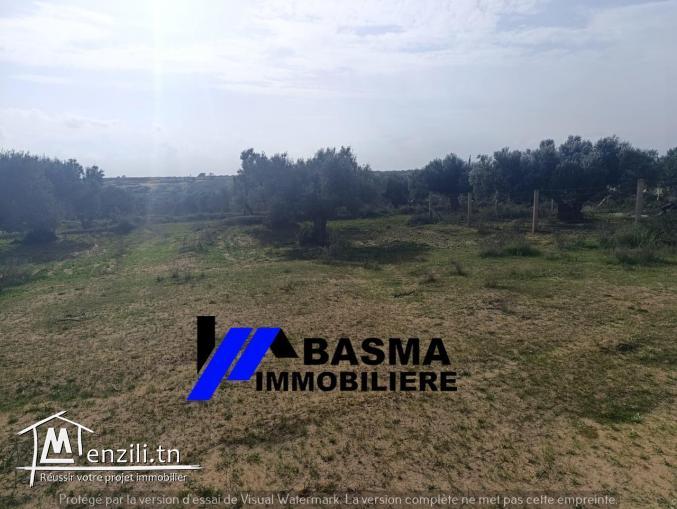 Une Senia de 3500m² à vendre située à sidi Bouali