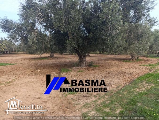 Une Senia de 3500m² à vendre située à sidi Bouali