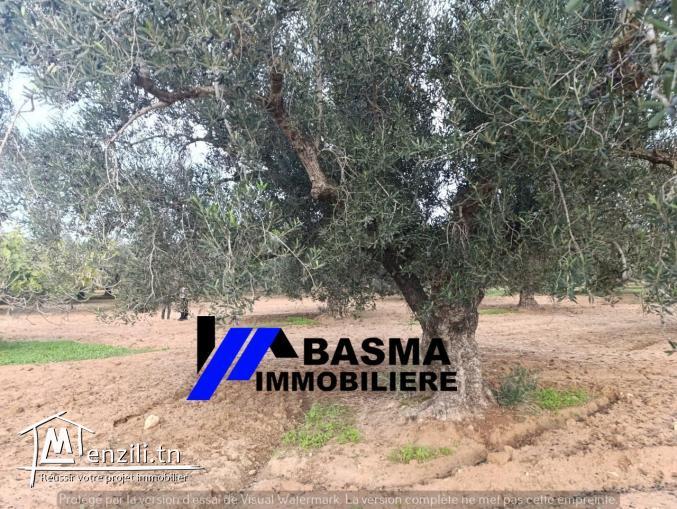 Une Senia de 3500m² à vendre située à sidi Bouali