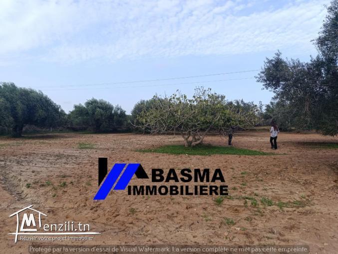Une Senia de 3500m² à vendre située à sidi Bouali