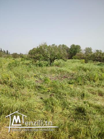 terrain arboré pour votre futur investissement