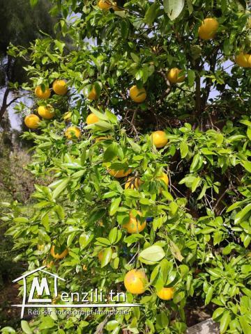 terrain arboré pour votre futur investissement