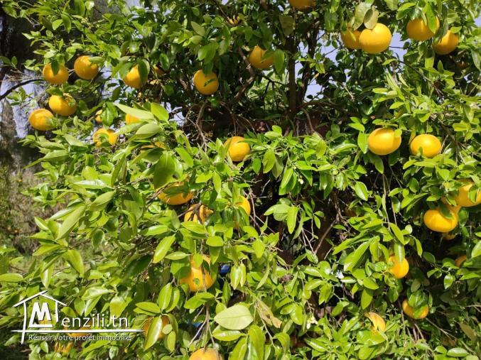 terrain arboré pour votre futur investissement