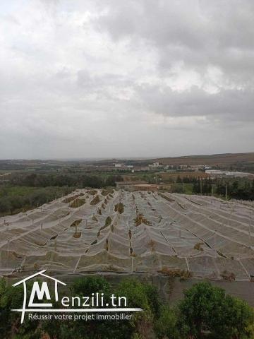 A vendre une Ferme à  Bizerte