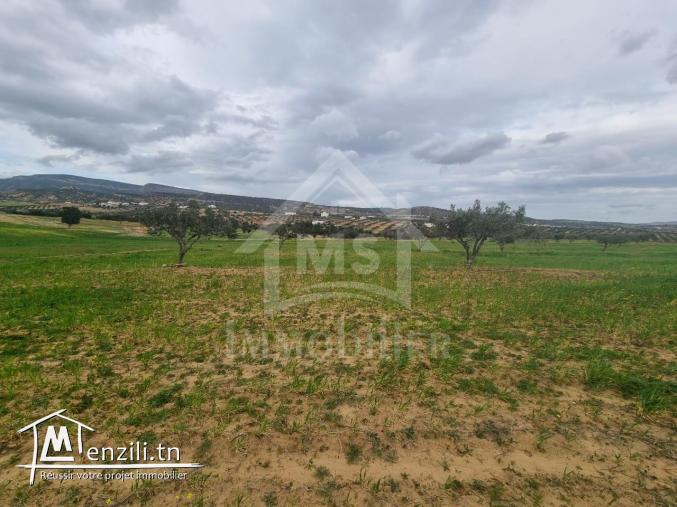 1 hectare planté d'oliviers à Hammamet sud à vendre 51355351
