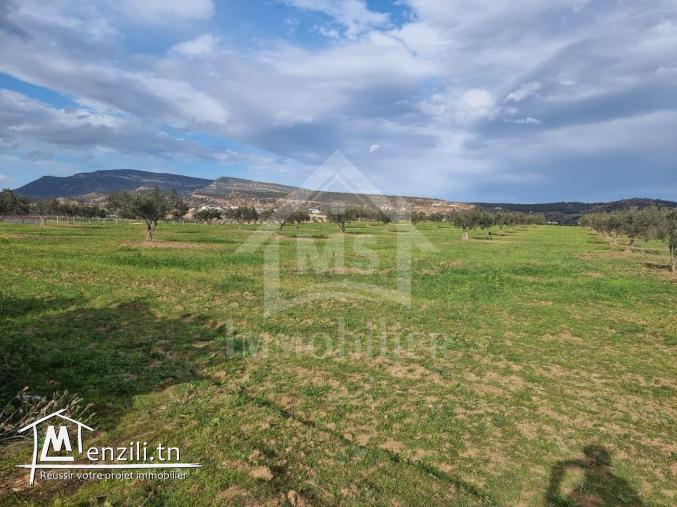1 hectare planté d'oliviers à Hammamet sud à vendre 51355351