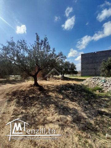 Terrain de 200 m² sur la route principale à Hammamet Sud à vendre 51355351