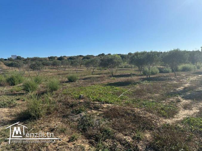 T223 Terrain REVE HAMMAMET DOUIKHLA