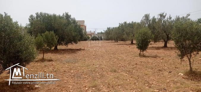 Terrain de 4800 m² à vendre à Sidi Mtir 51355351