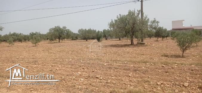 Terrain de 4800 m² à vendre à Sidi Mtir 51355351