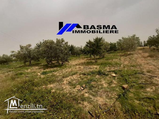 Une senia de 3 hectar à vendre situé à kalaa kbira