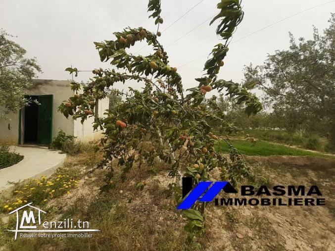 Une senia de 3 hectar à vendre situé à kalaa kbira